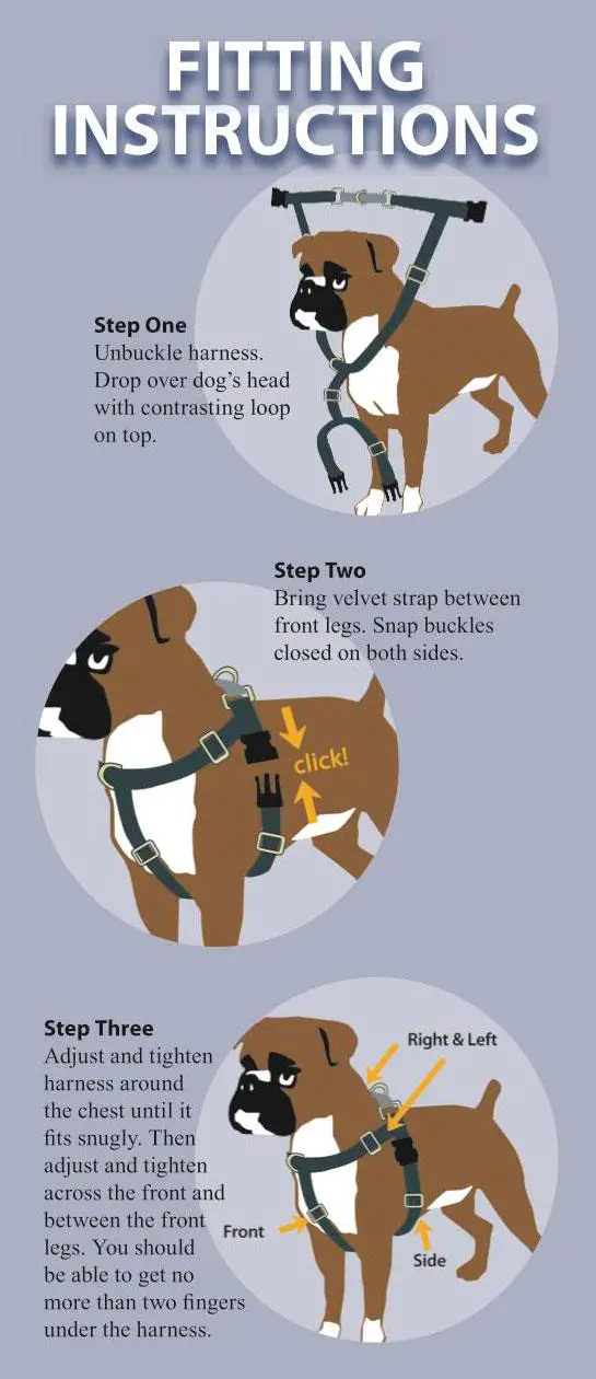 set up dog harness